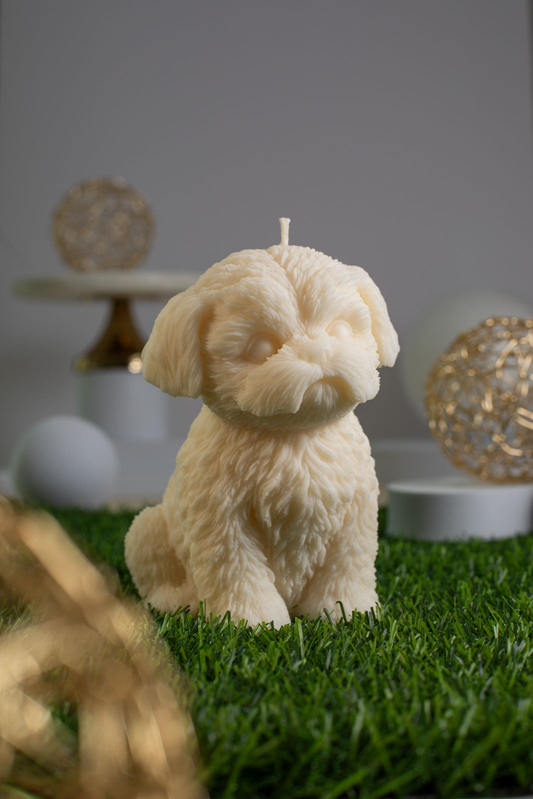 Shih Tzu Violette