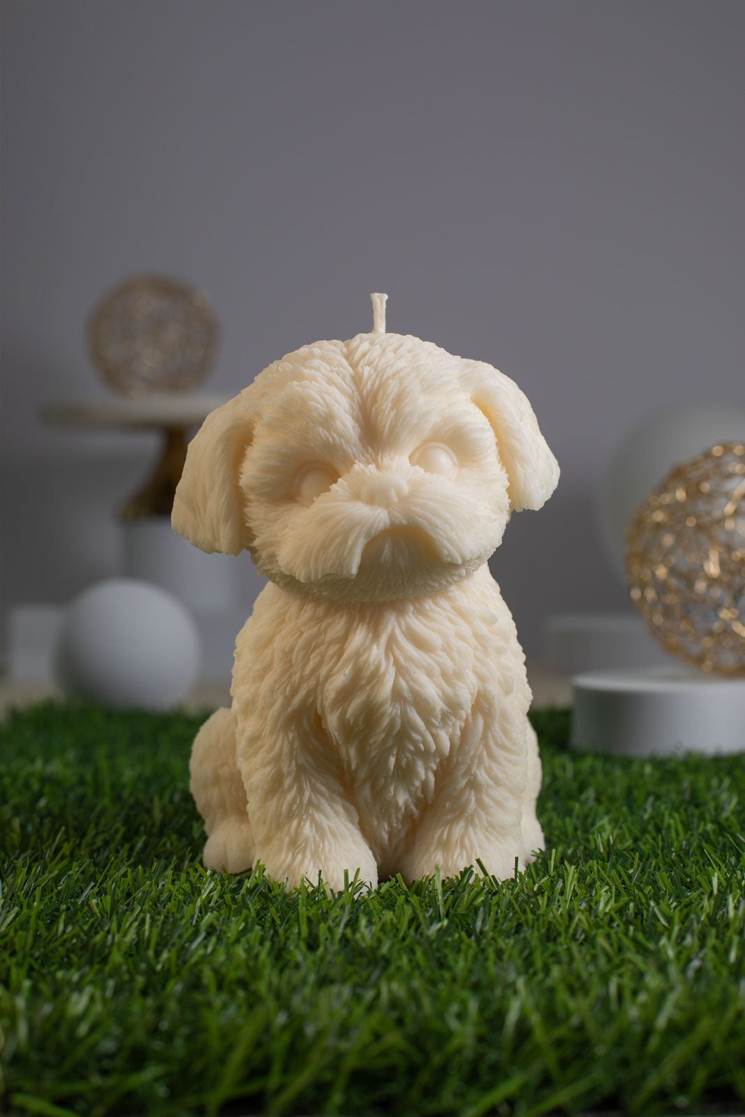 Shih Tzu Violette