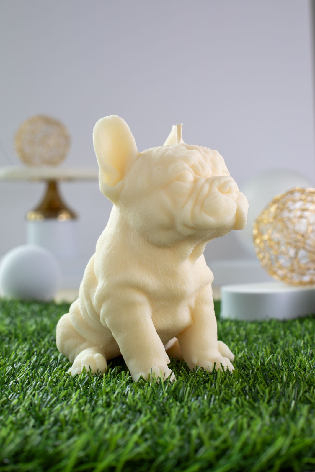 French Bulldog Diego