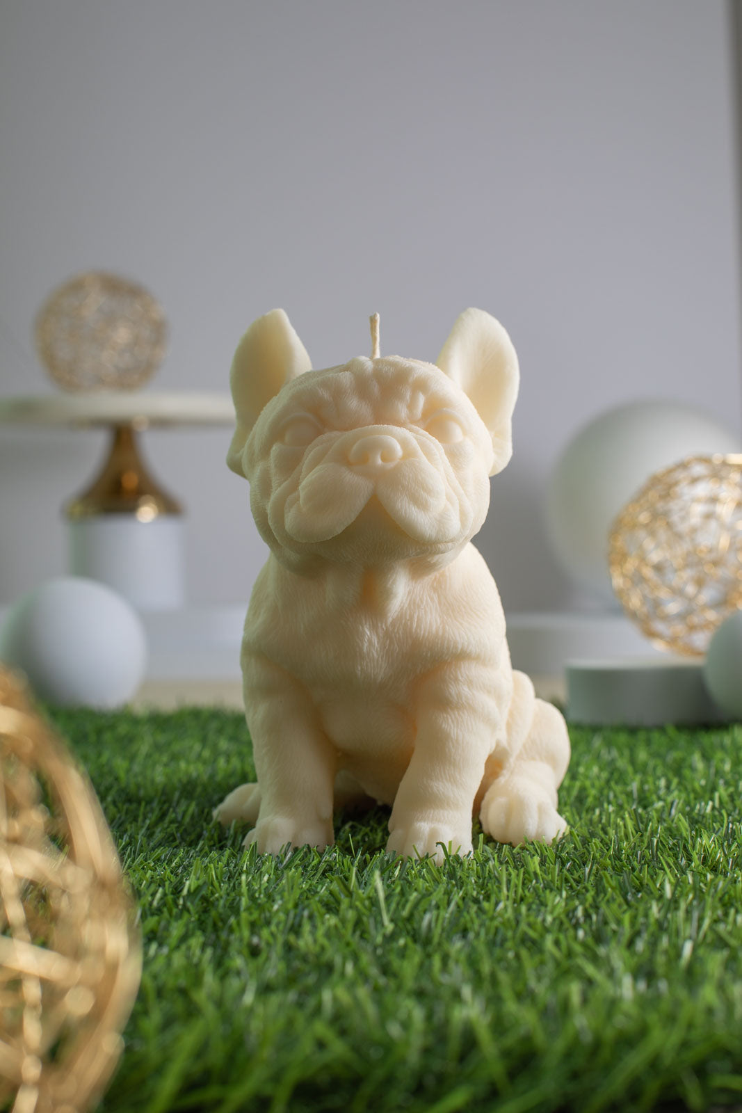 French Bulldog Diego