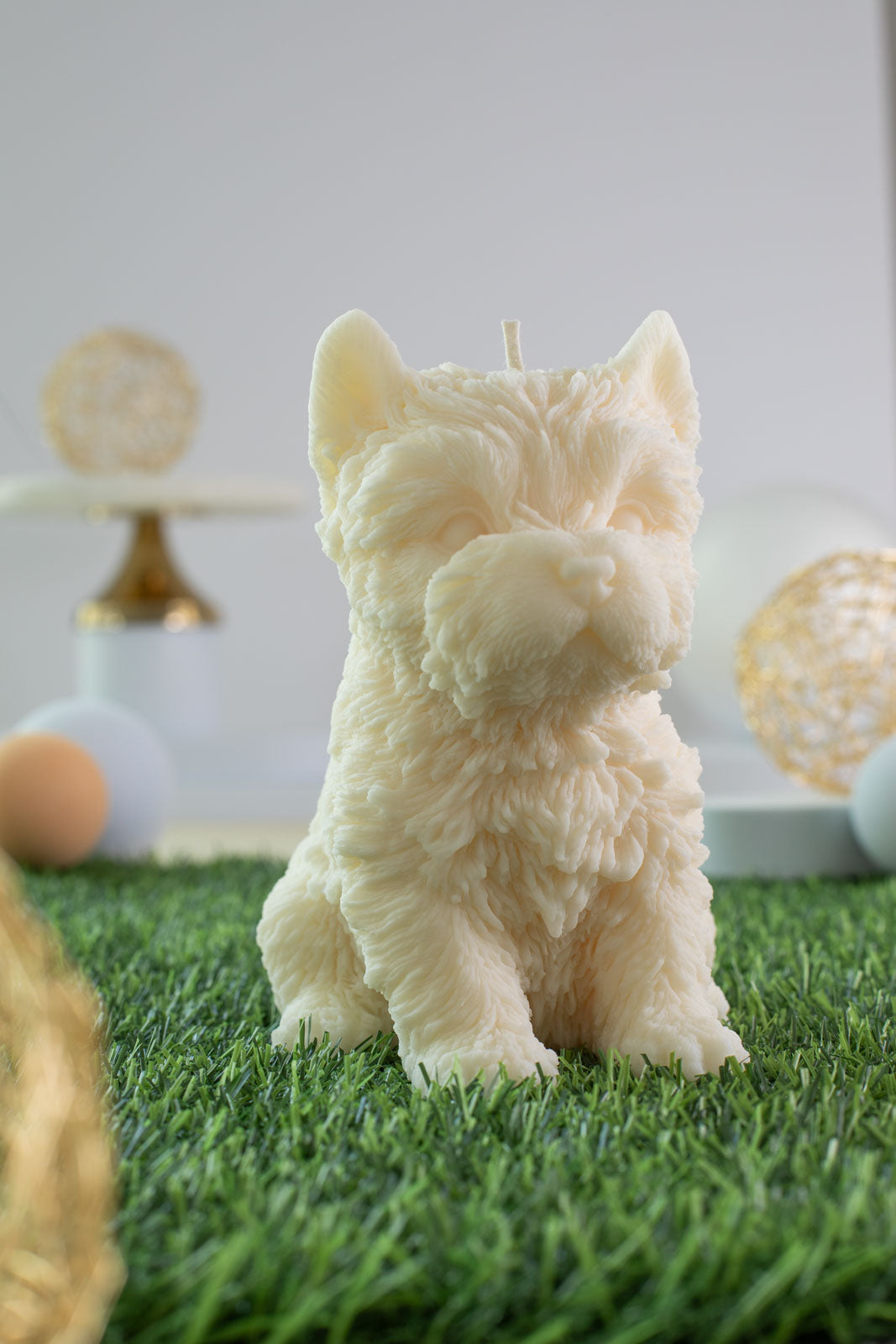 Yorkshire Terrier Dimitry