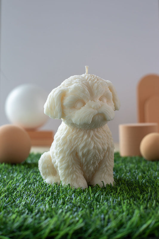 Shih Tzu Violette