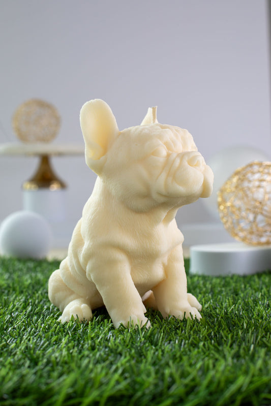 French Bulldog Diego
