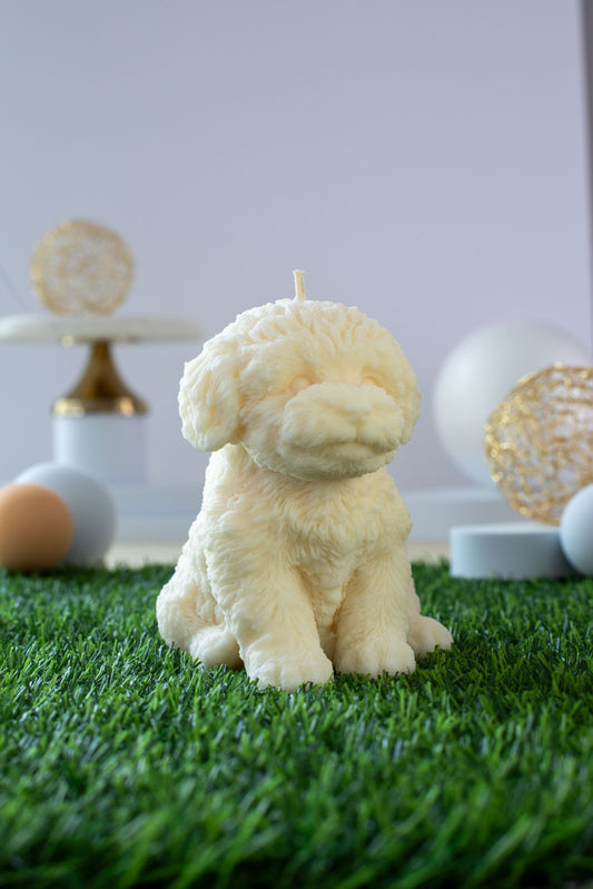 Labradoodle Mikie